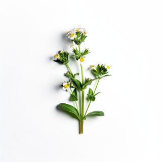 Eyebright