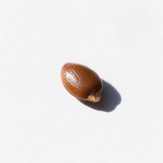 Flaxseed