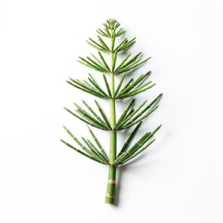Horsetail
