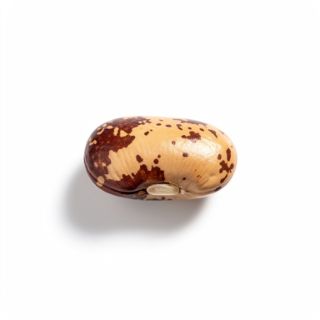 Pinto Bean
