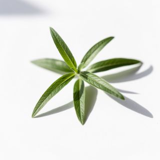 Lemon Verbena