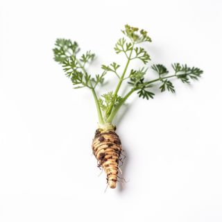 Lomatium