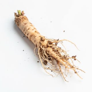 Marshmallow Root