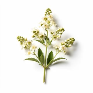 Meadowsweet
