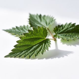 Nettle Leaves