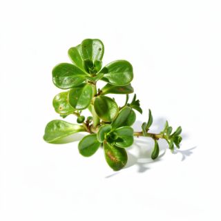 Purslane