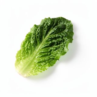 Romaine Lettuce