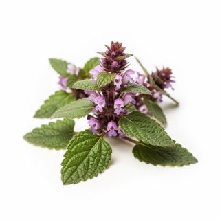 Self Heal