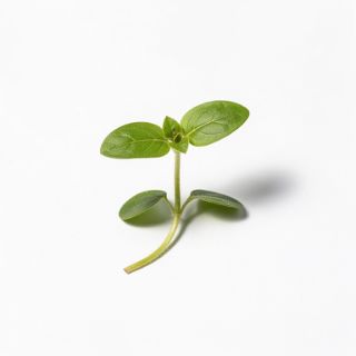 Sunflower Sprouts