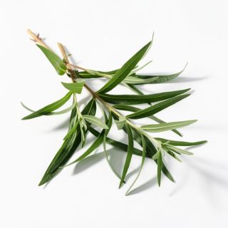 Tarragon