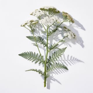 Yarrow