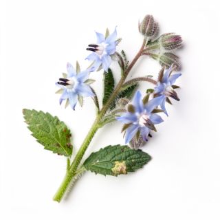 Borage (bee plant or starflower)