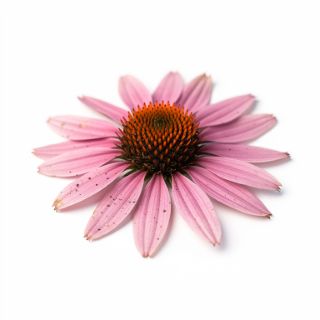 Echinacea (Coneflower)