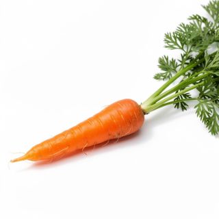 Carrot