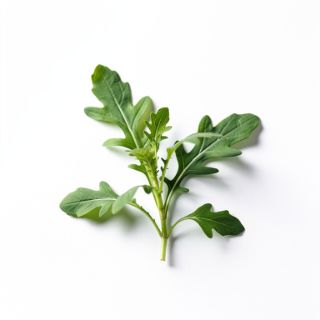 Arugula