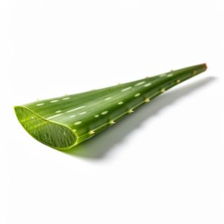 Aloe Vera Leaf