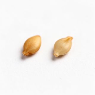 2 Black Or White Sesame Seeds, For Garnish