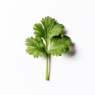 One Of Cilantro