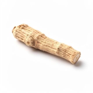 Astragalus