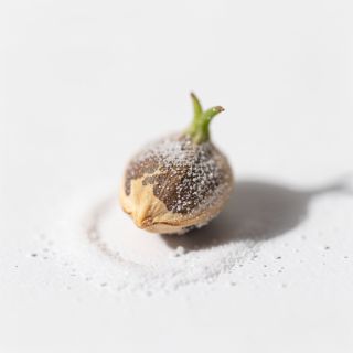 Baking Soda Sprouted Sunflower Seed