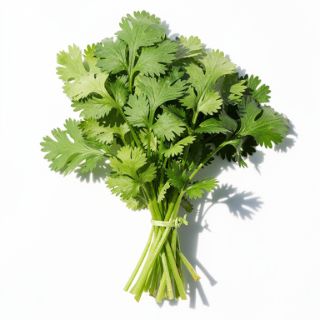 Loosely Packed Cilantro