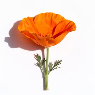 California Poppy