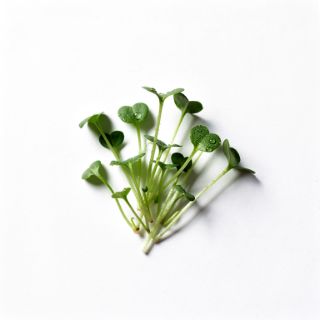 Sprouts/Microgreen