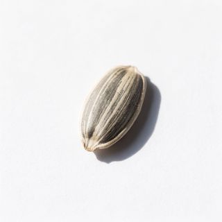 Raw Sunflower Seed