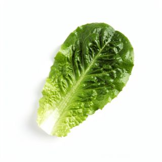 Romaine Or Butter Lettuce